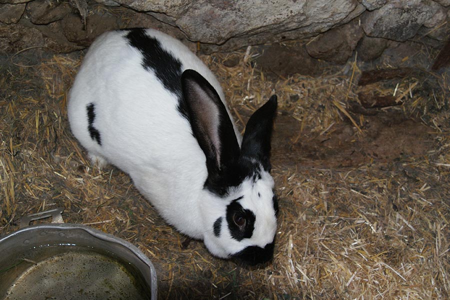 Farm Holiday in Eggen Deutschnofen at Unterwerkstatthof