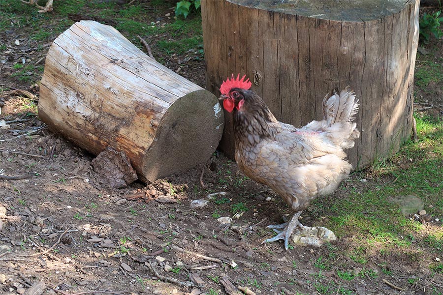 Farm Holiday in Eggen Deutschnofen at Unterwerkstatthof