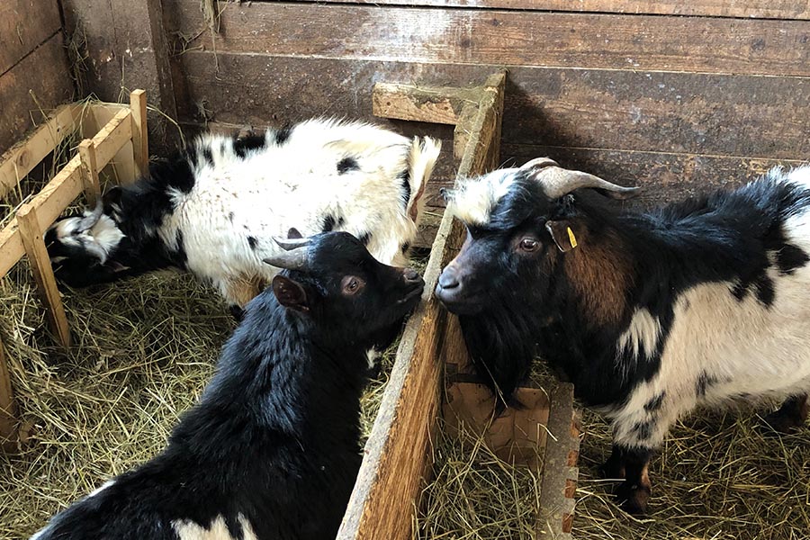 Farm Holiday in Eggen Deutschnofen at Unterwerkstatthof