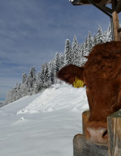 Impressionen vom Unterwerkstatthof in Südtirol