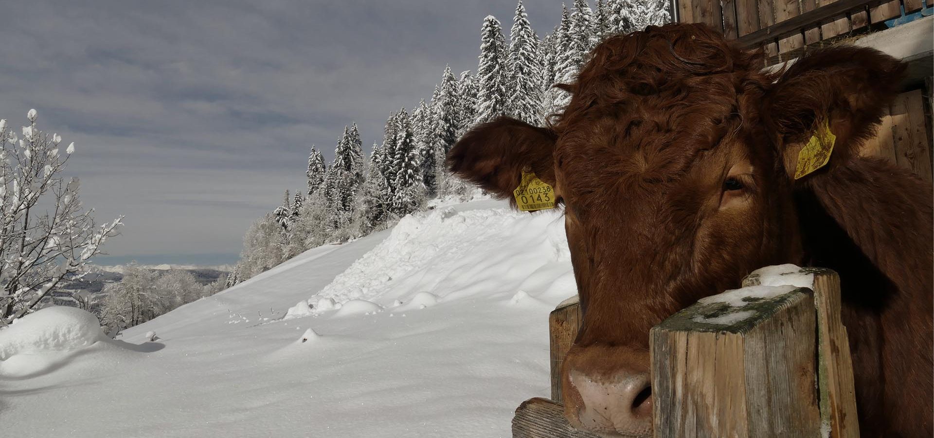 WINTERURLAUB IN DEN DOLOMITEN SKIURLAUB OBEREGGEN